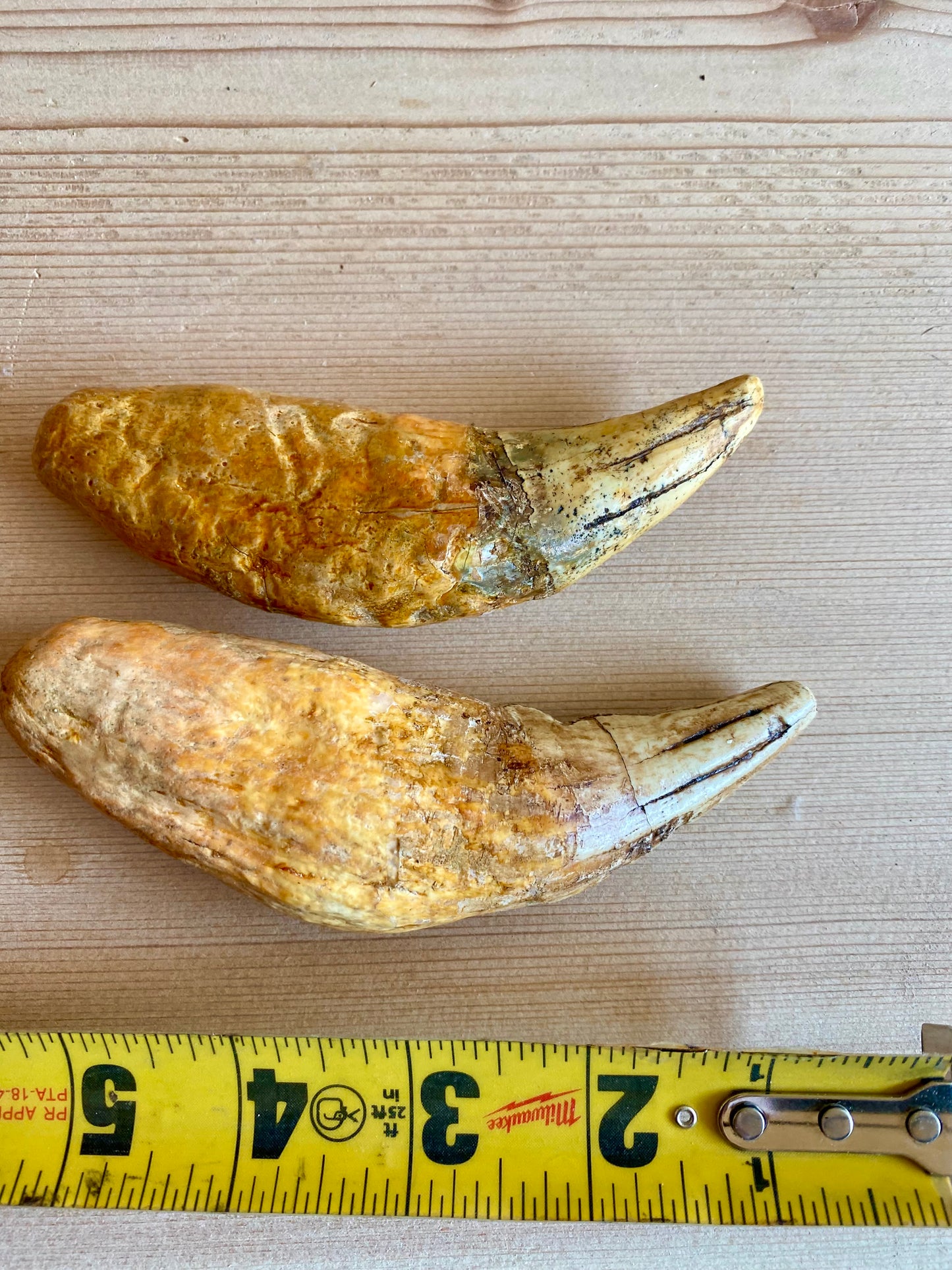 Cave Lion Teeth (pair)