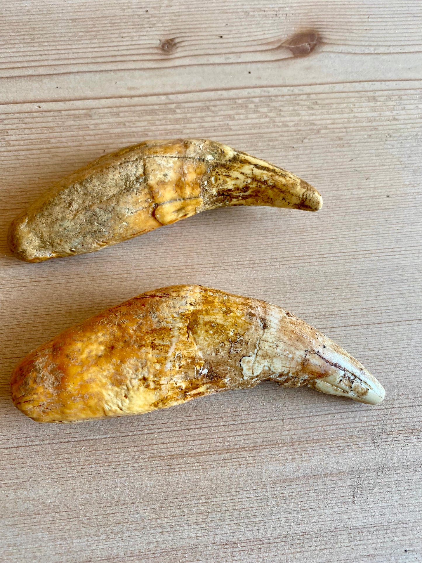 Cave Lion Teeth (pair)