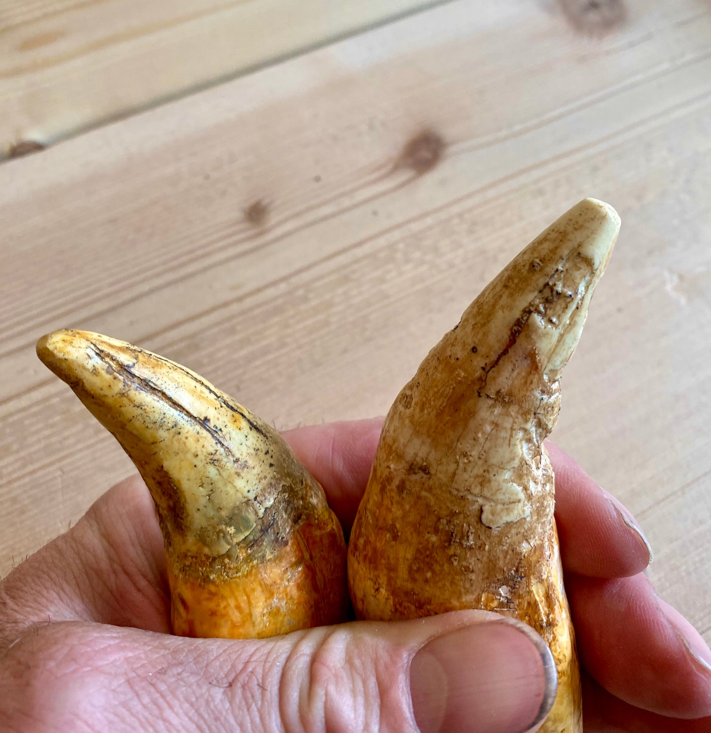 Cave Lion Teeth (pair)