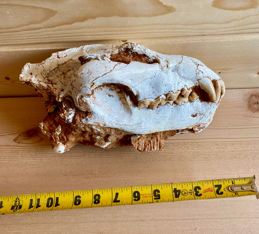 Asian Hyena Skull