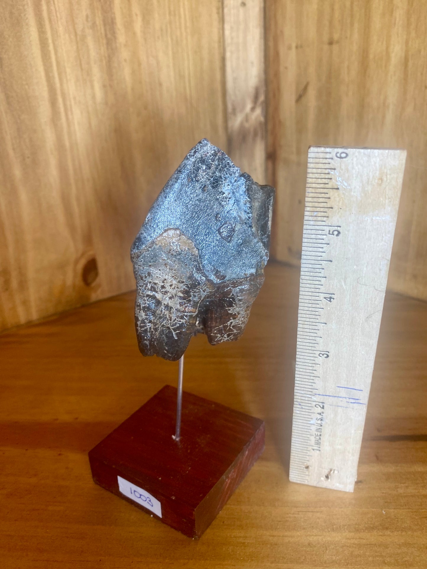 Woolly Rhinoceros Tooth