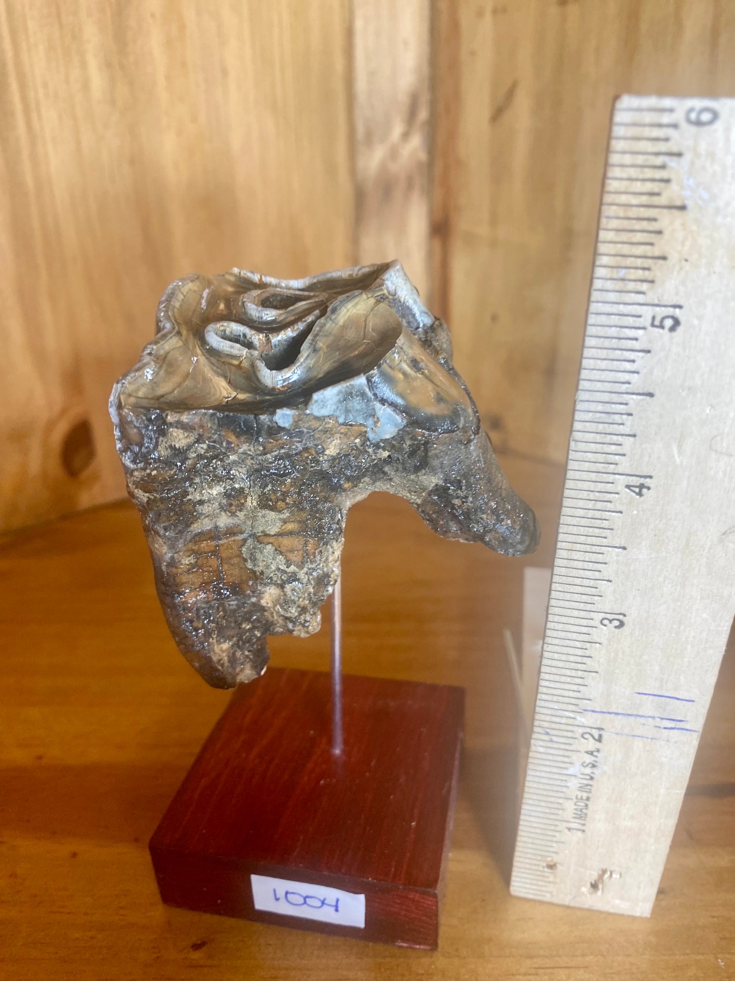 Woolly Rhinoceros Tooth