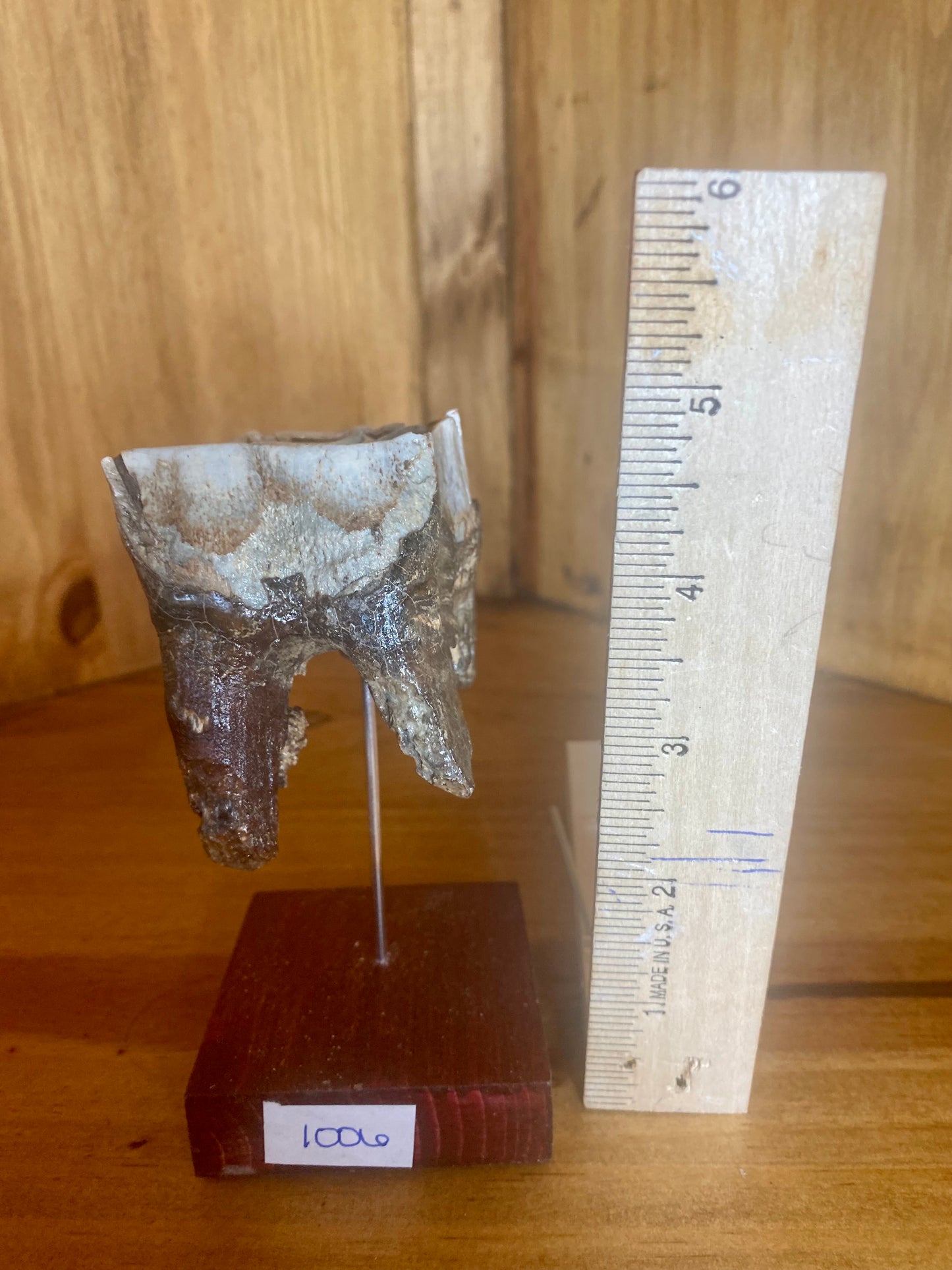 Woolly Rhinoceros Tooth