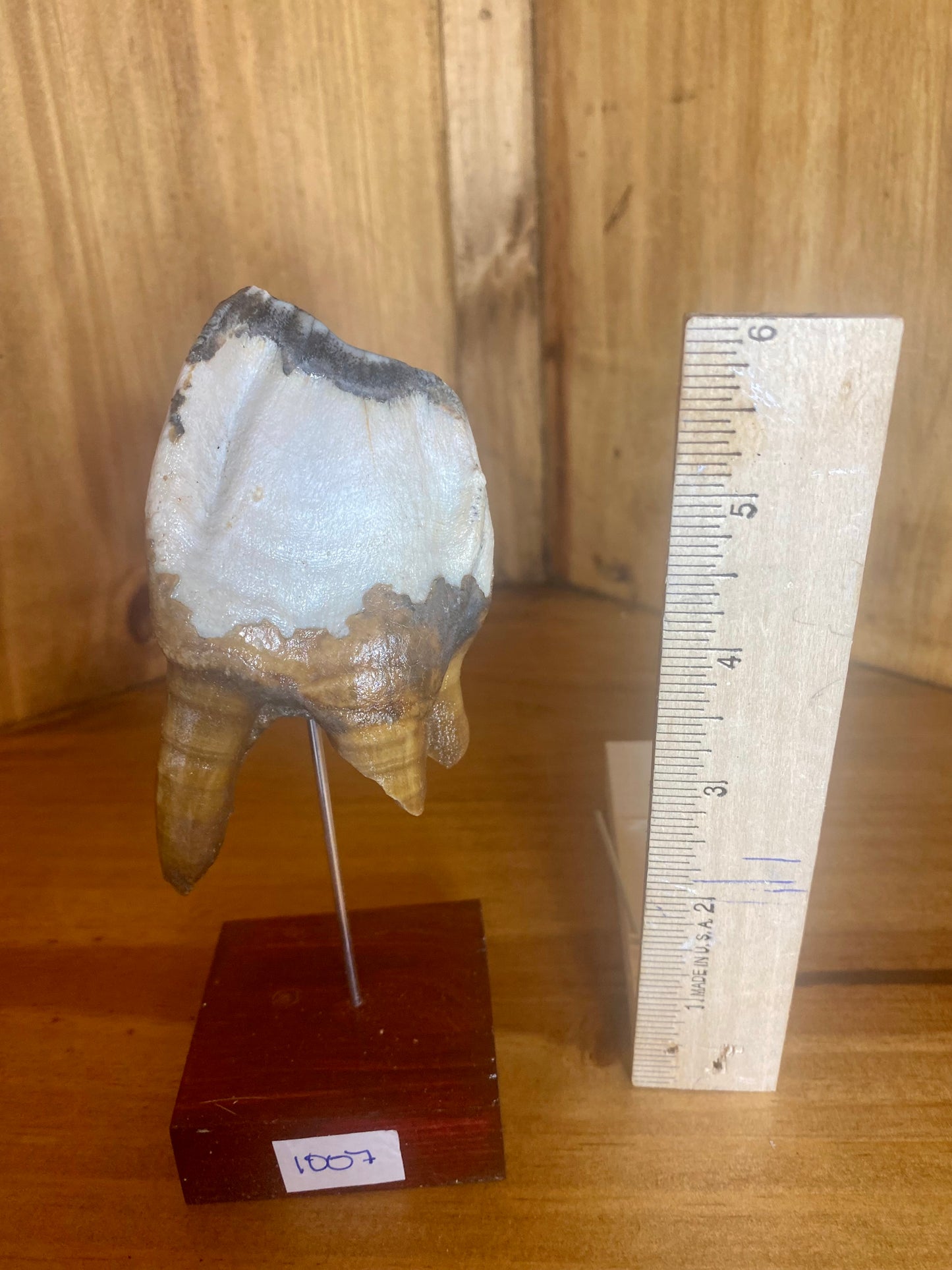 Woolly Rhinoceros Tooth