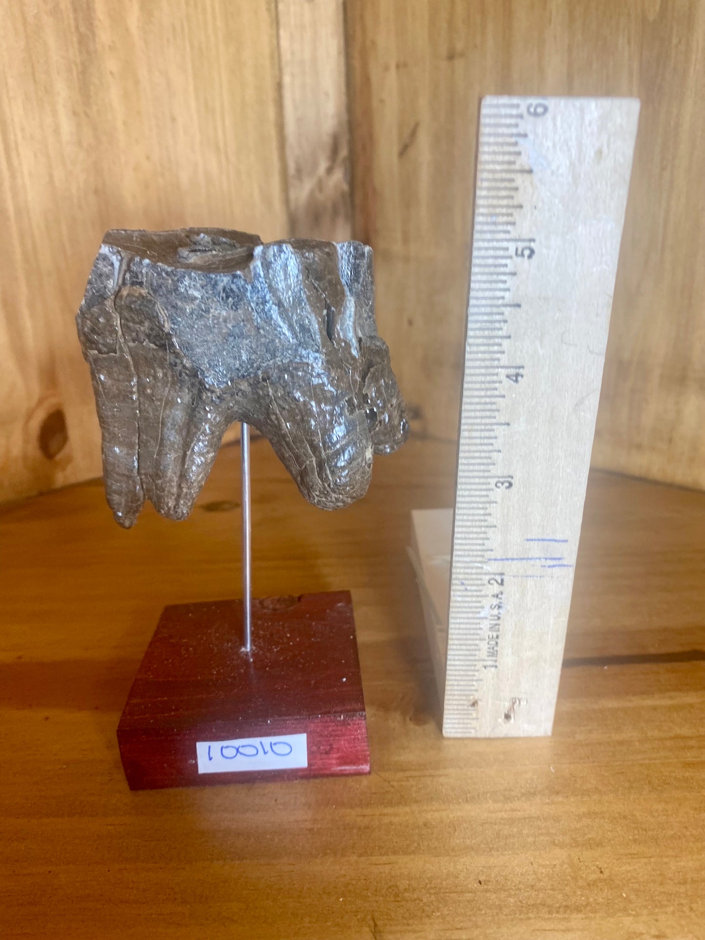 Woolly Rhinoceros Tooth