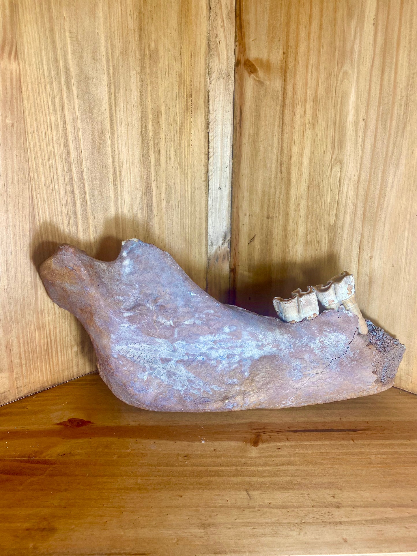 Woolly Rhinoceros Partial Jaw