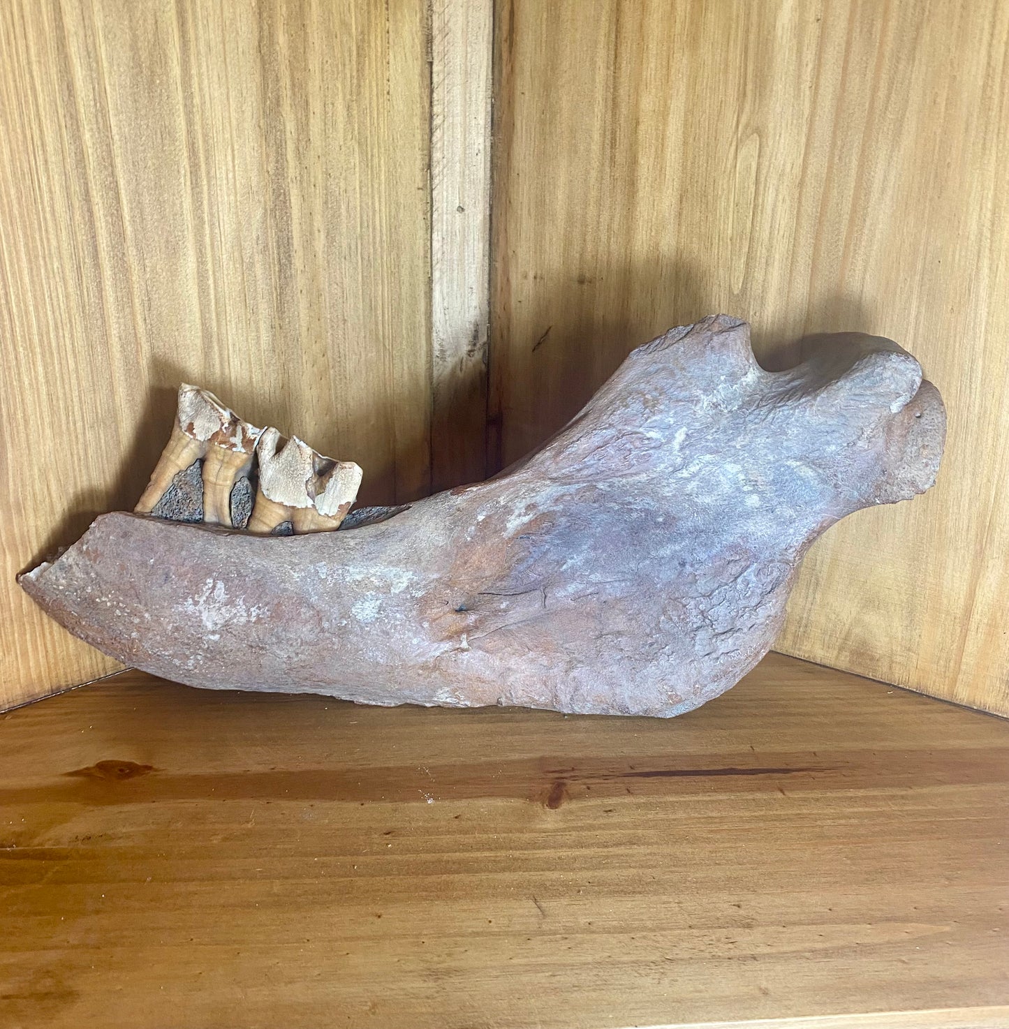 Woolly Rhinoceros Partial Jaw