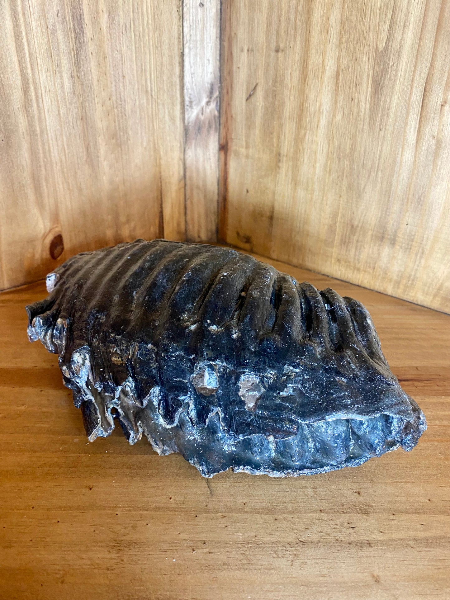 Woolly Mammoth Tooth