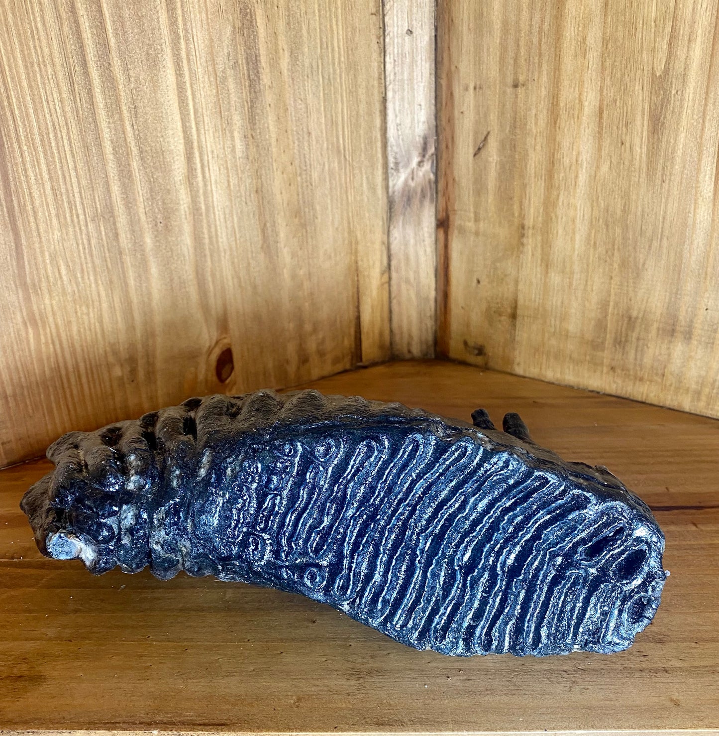 Woolly Mammoth Tooth