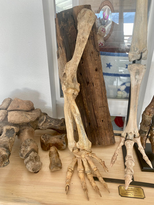 Cave Bear Leg and Foot