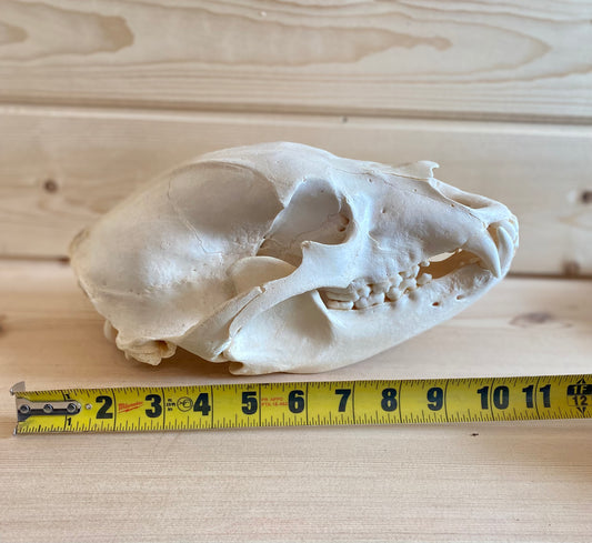 Black Bear Modern Skull