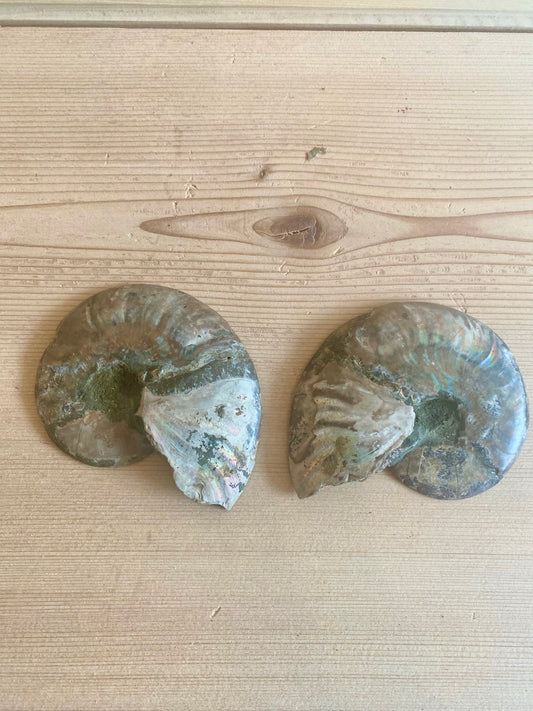 Ammonite