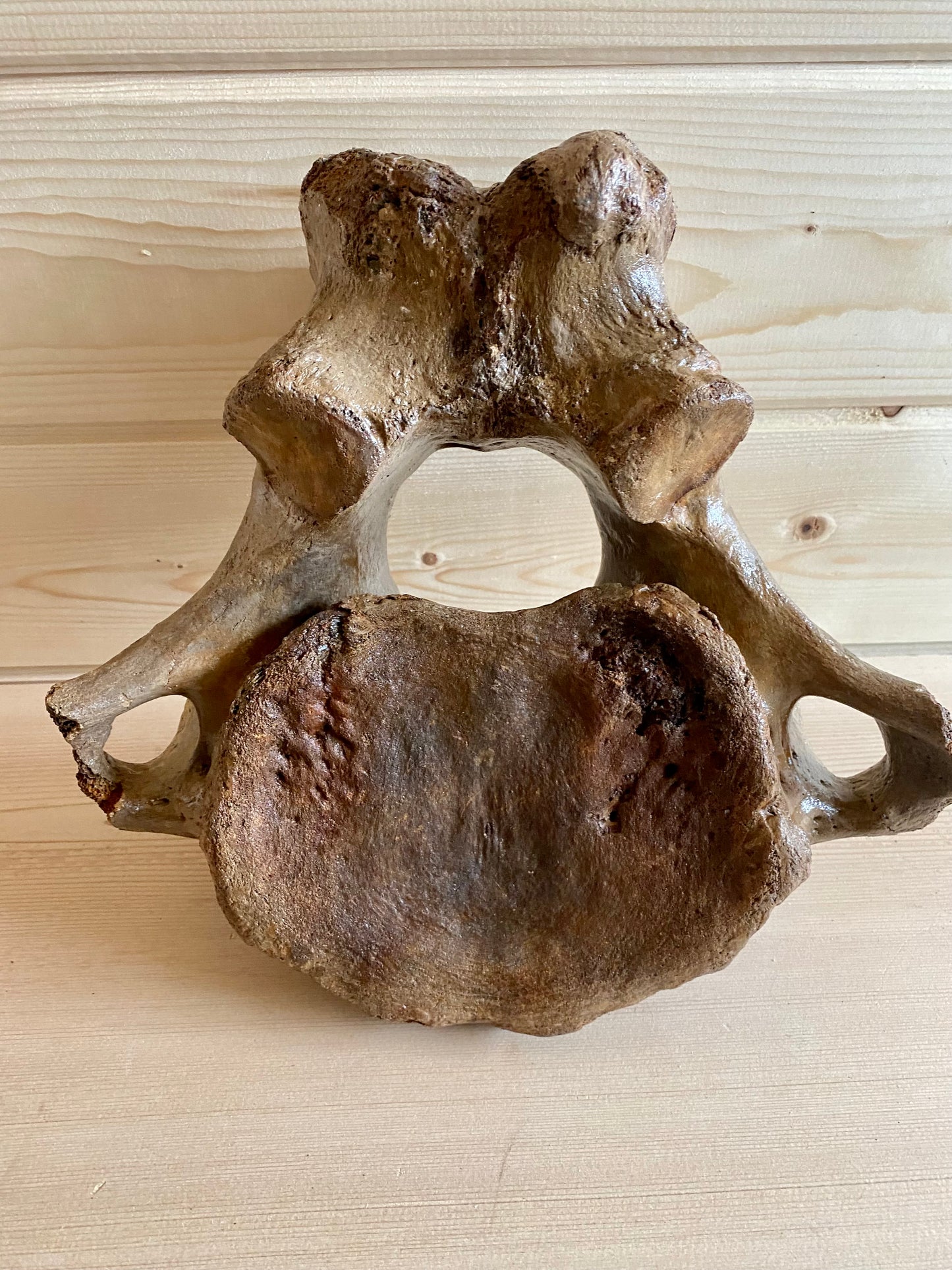 Woolly Mammoth Vertebrae