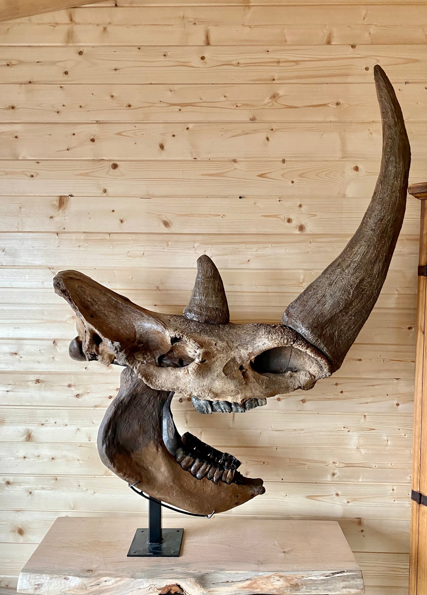 Woolly Rhinoceros Skull