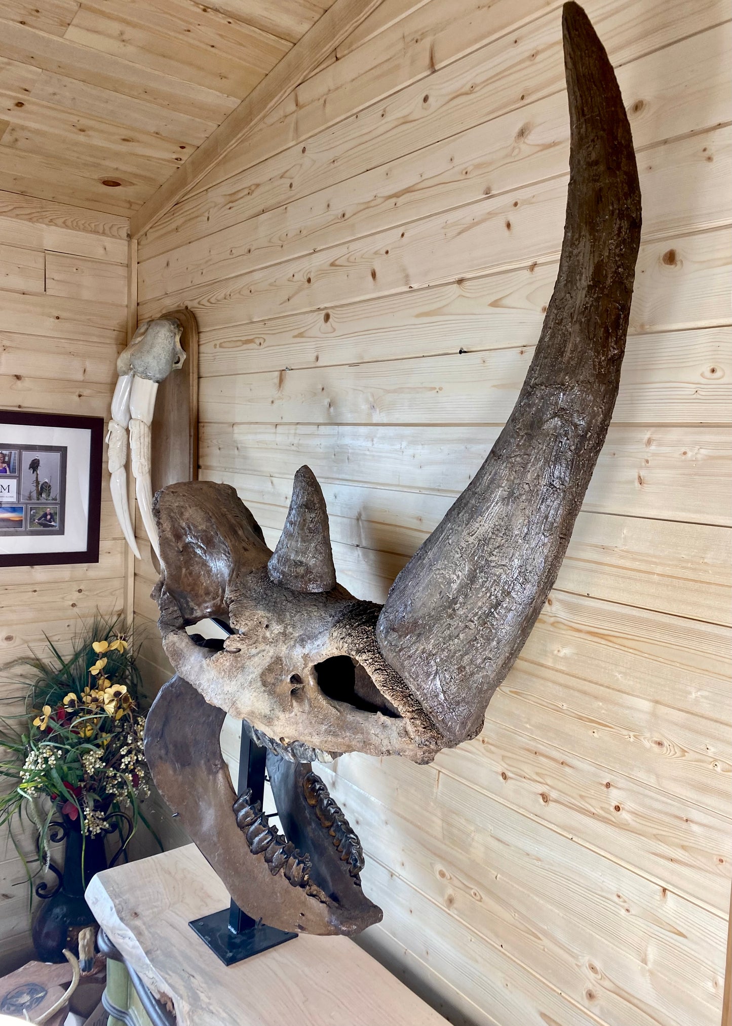 Woolly Rhinoceros Skull