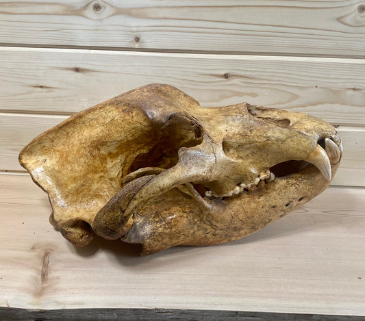 Cave Bear Skull