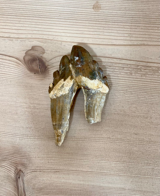 Bone Breaker Whale Tooth