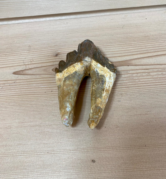 Bone Breaker Whale Tooth