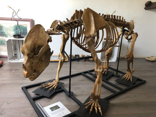 Cave Bear Skeleton