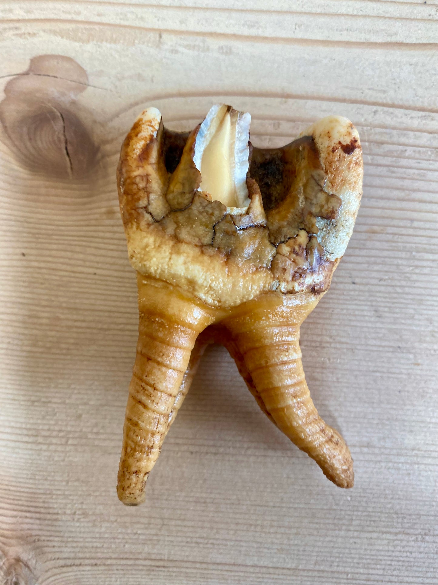 Woolly Rhinoceros Tooth Medium