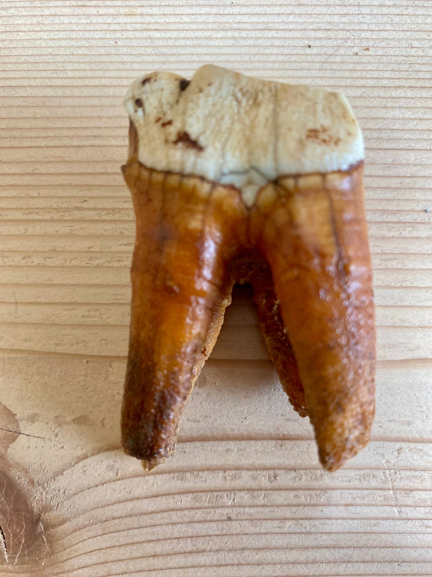 Woolly Rhinoceros Tooth Small