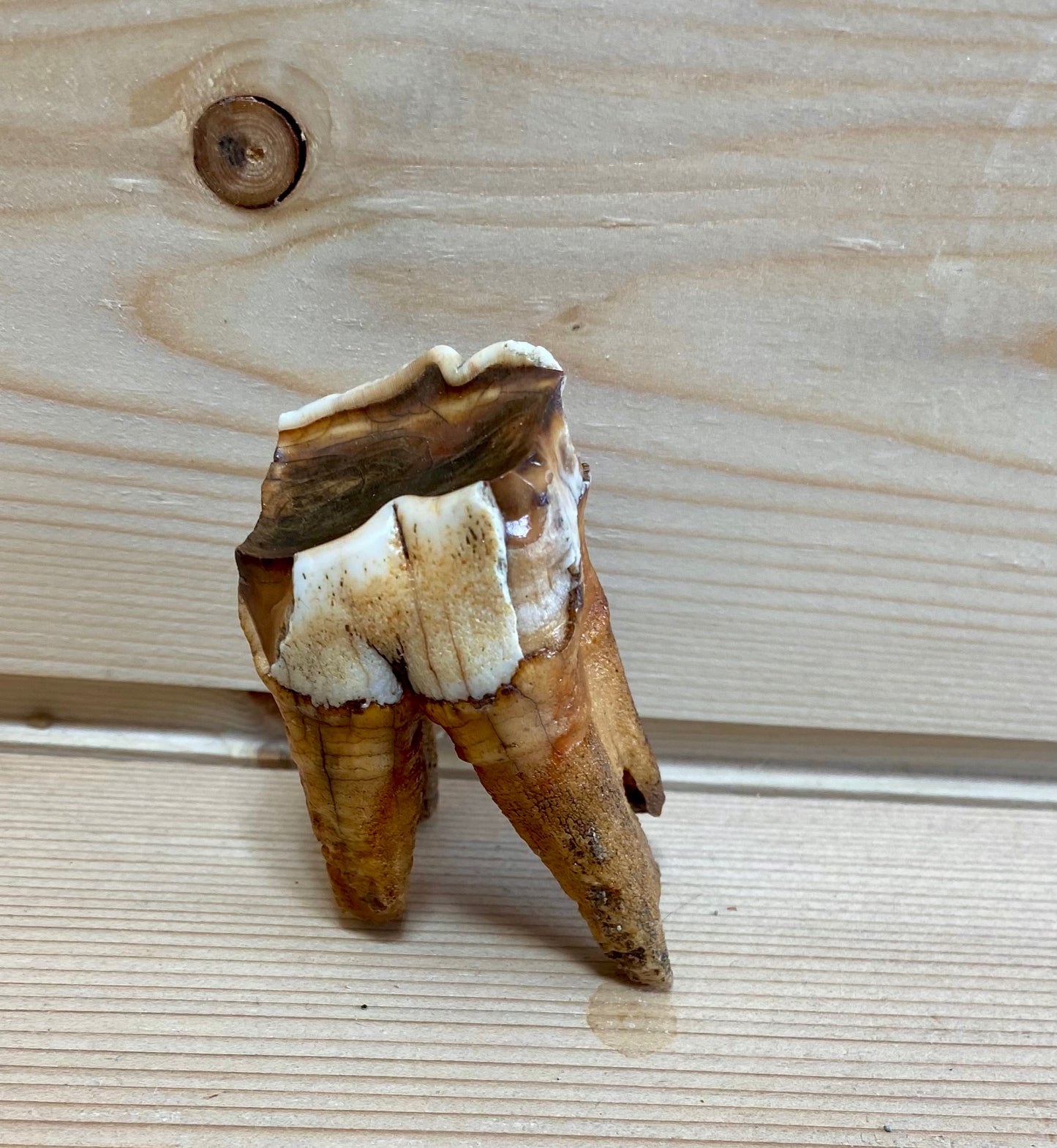 Woolly Rhinoceros Tooth Small