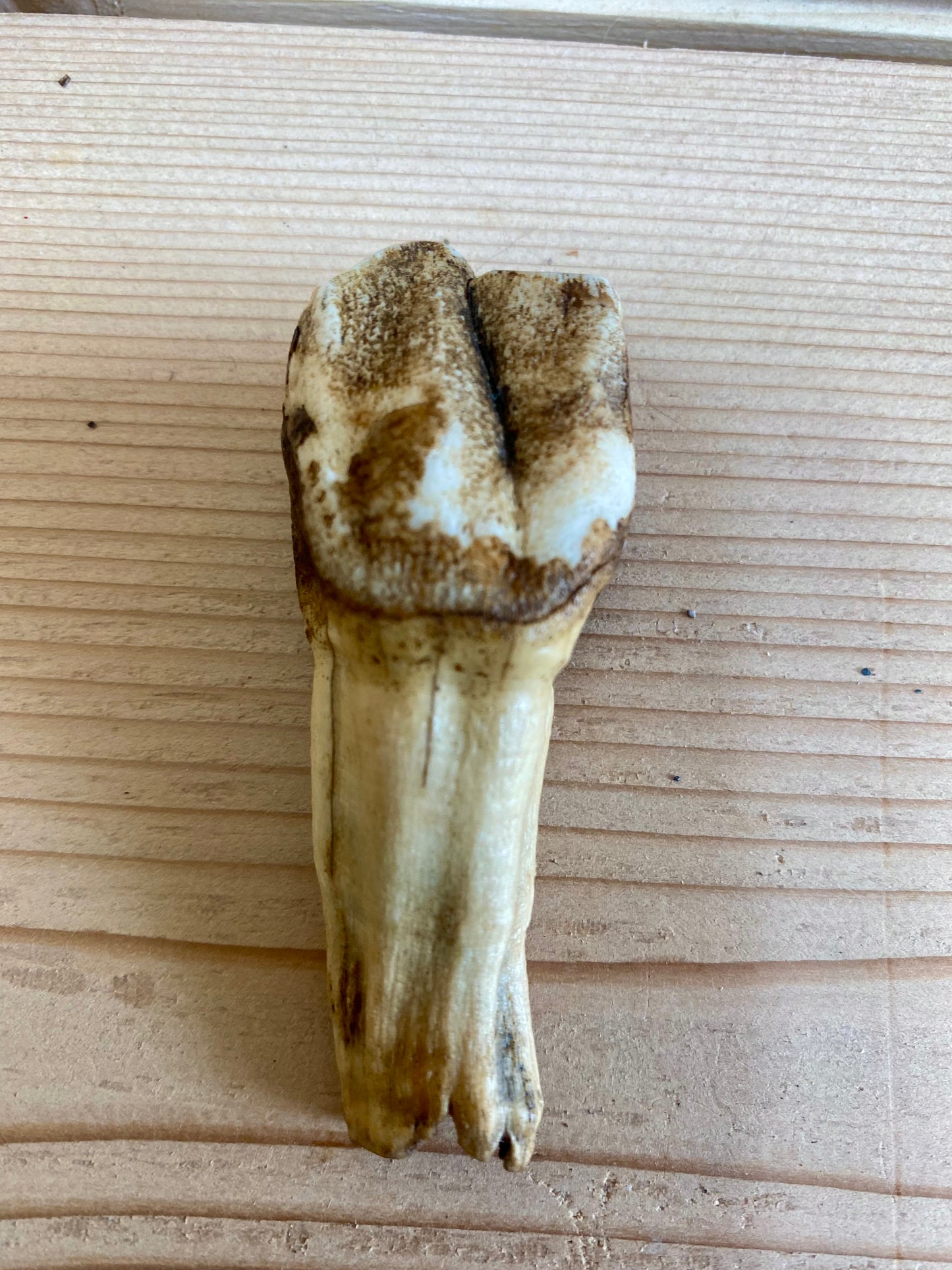 Woolly Rhinoceros Tooth Juvenile