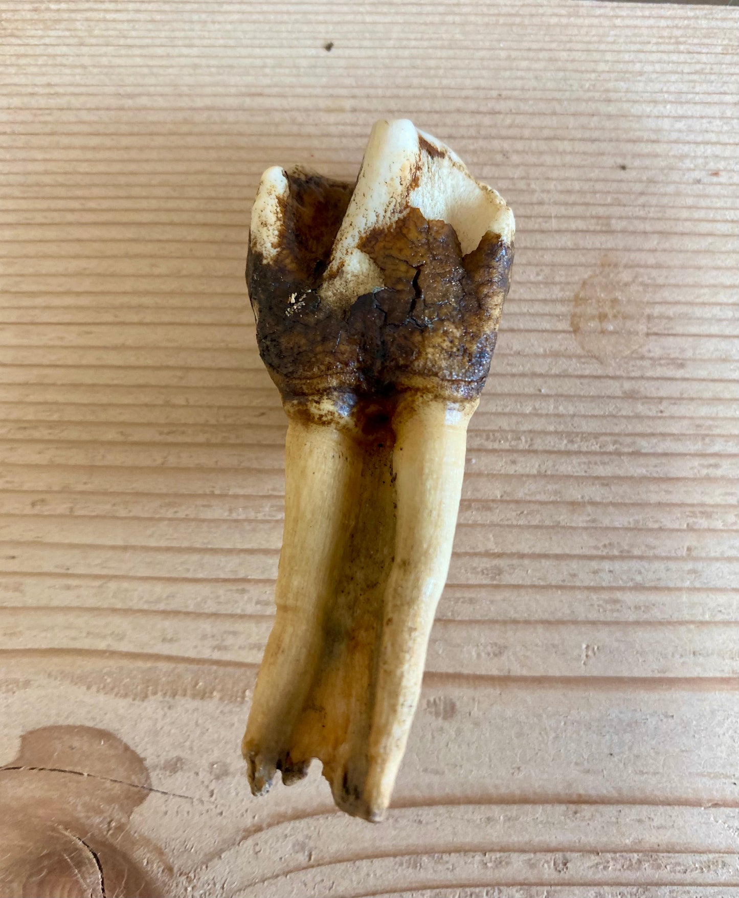 Woolly Rhinoceros Tooth Juvenile