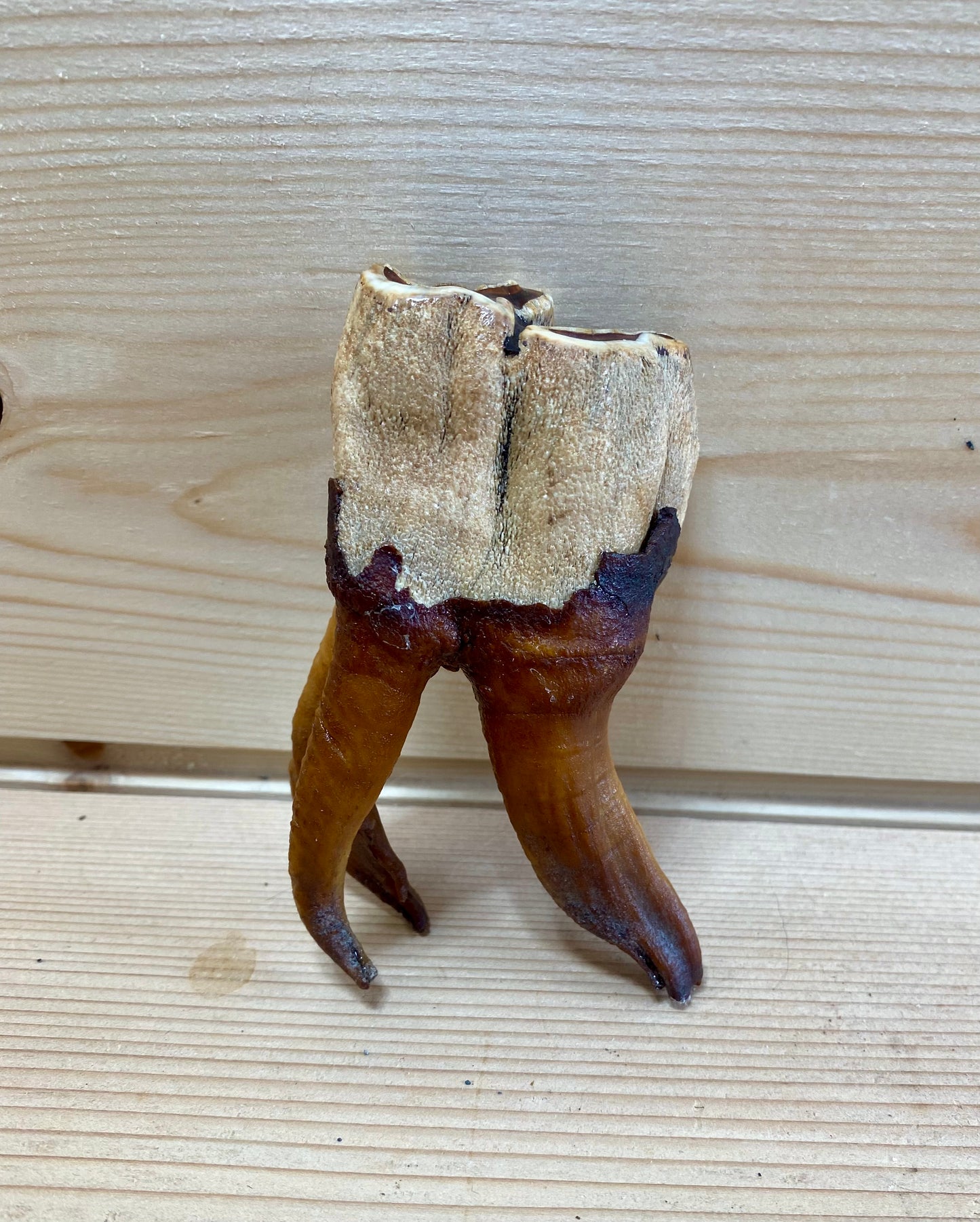 Woolly Rhinoceros Tooth Medium