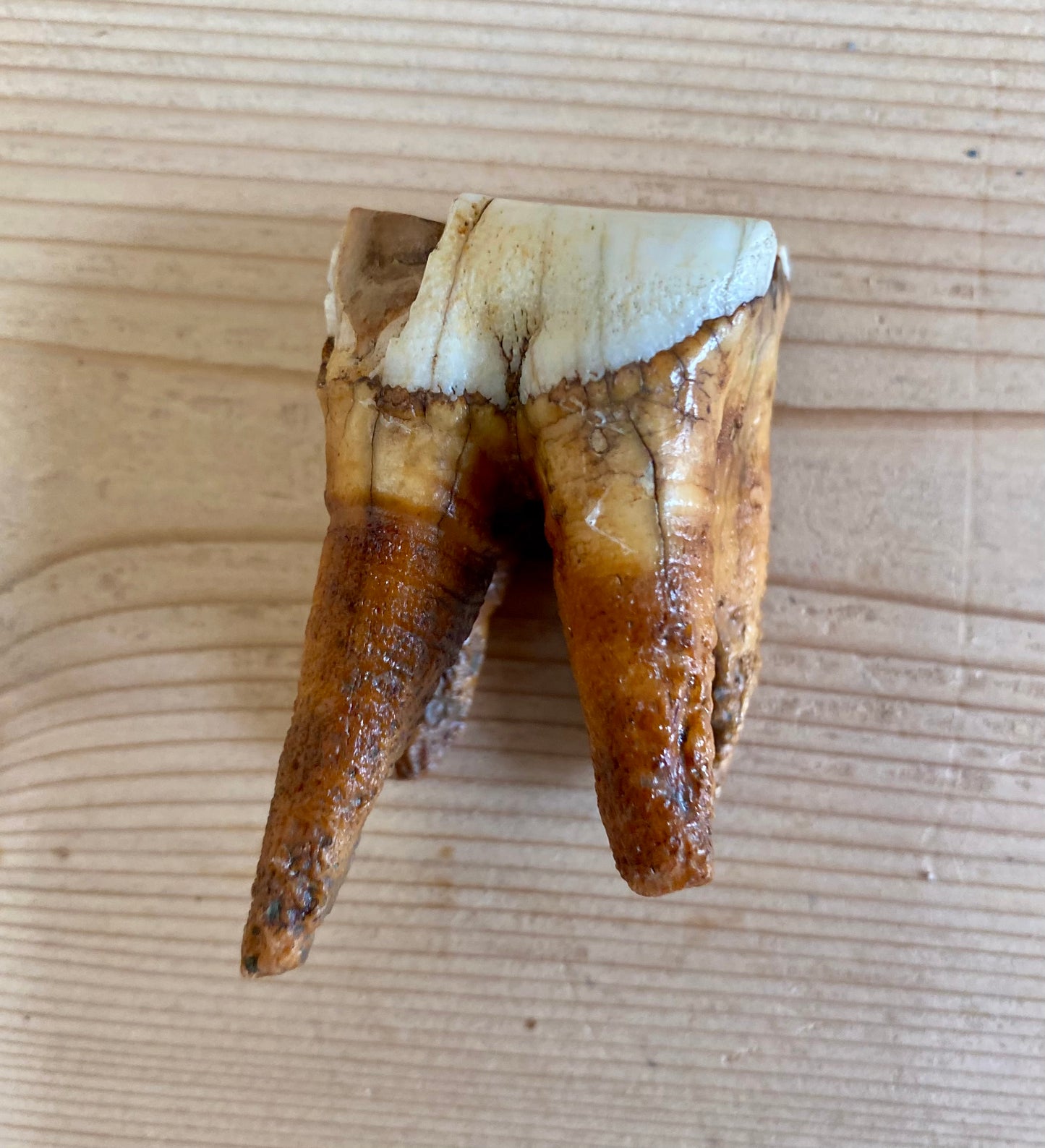 Woolly Rhinoceros Tooth Small