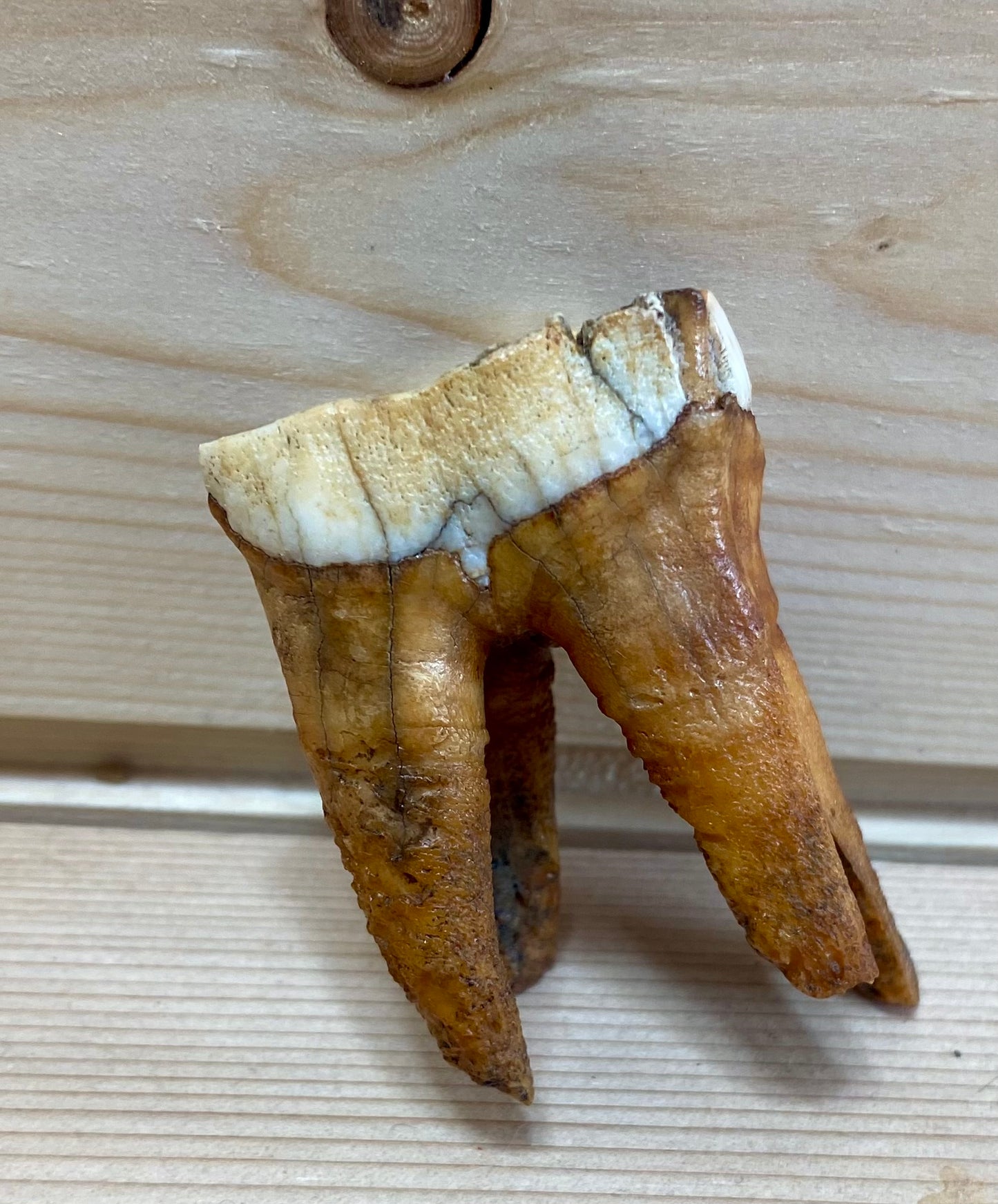 Woolly Rhinoceros Tooth Small